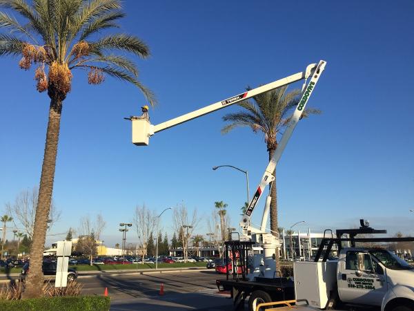 Cordova's Tree Service
