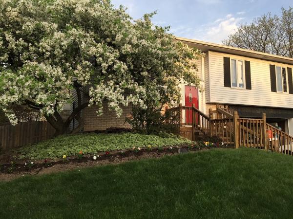 My Arboristllc