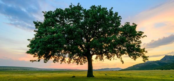 My Arboristllc