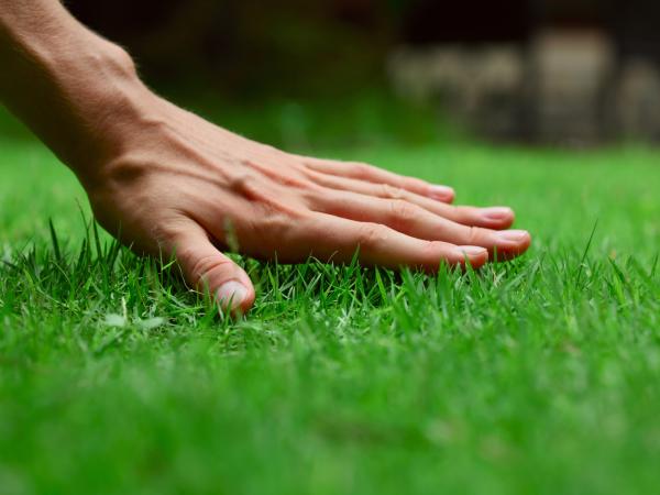 Ecogreen Lawn Care