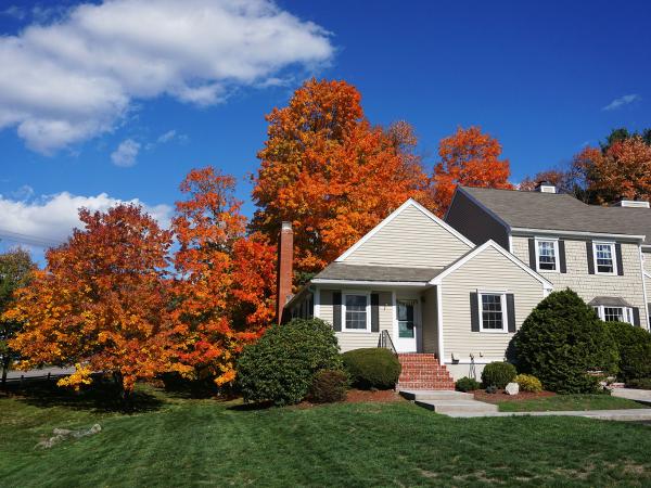 Ecogreen Lawn Care