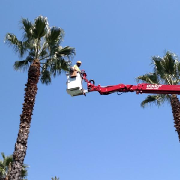 Complete Tree Care & Service
