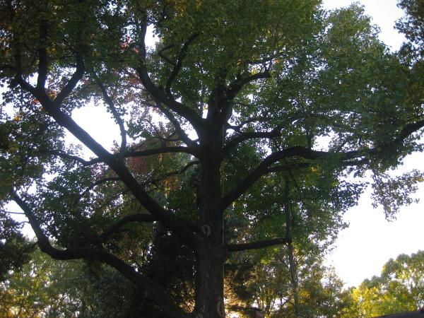 Arbor MD Tree Care
