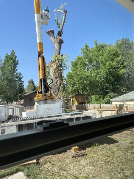 Jose's Tree Services