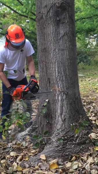 Harmony Tree Services