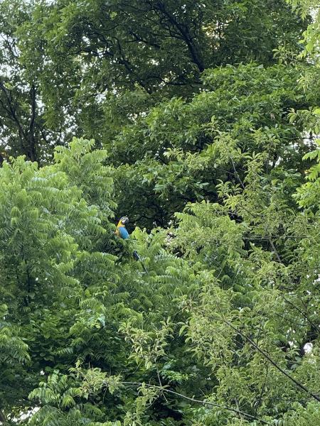 Harmony Tree Services