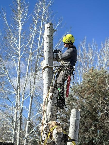 Cambium Tree Solutions