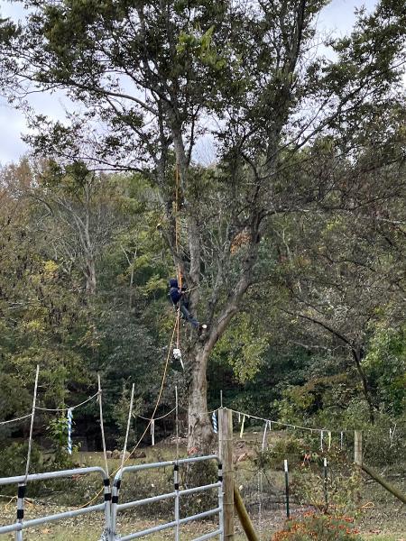 Bloom Tree Service & Landscaping
