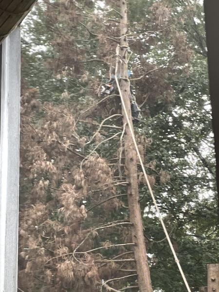 Bloom Tree Service & Landscaping