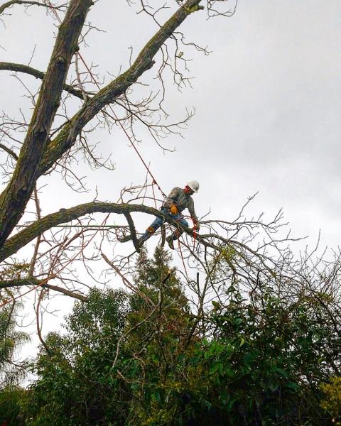 Golden State Tree Service Inc