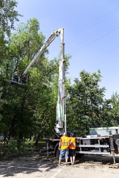 Apopka Tree Experts Tree Service Apopka