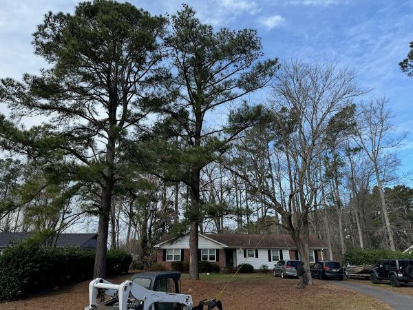 A-1 Tree Solutions