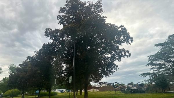 O'Sullivan Tree Care and Recycling