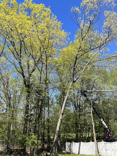 O'Sullivan Tree Care and Recycling