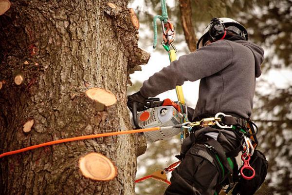 John's Tree Service