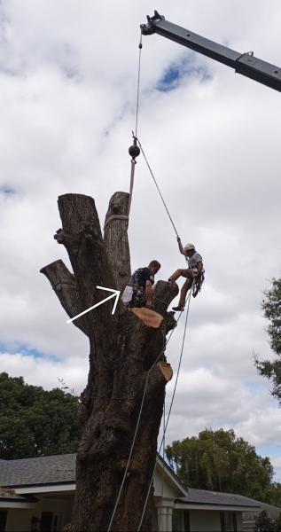 Trinity Tree Artist