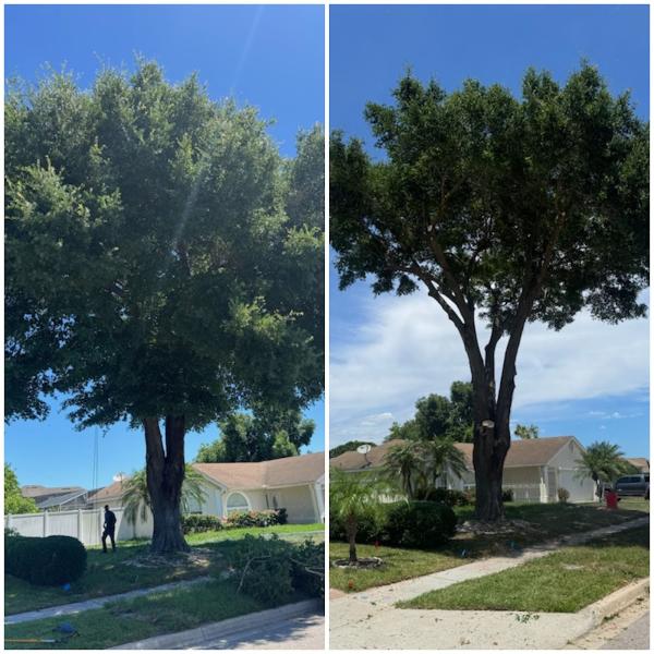 Trinity Tree Artist