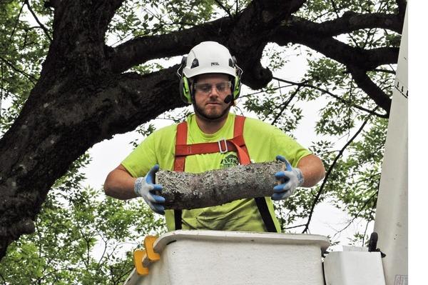 Aj's Tree Service