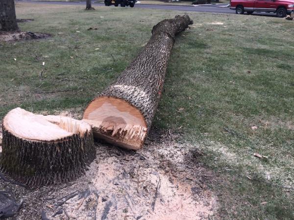 Trinity Tree Service Dayton OH