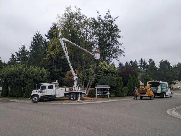 Williams Tree and Stump Removal LLC