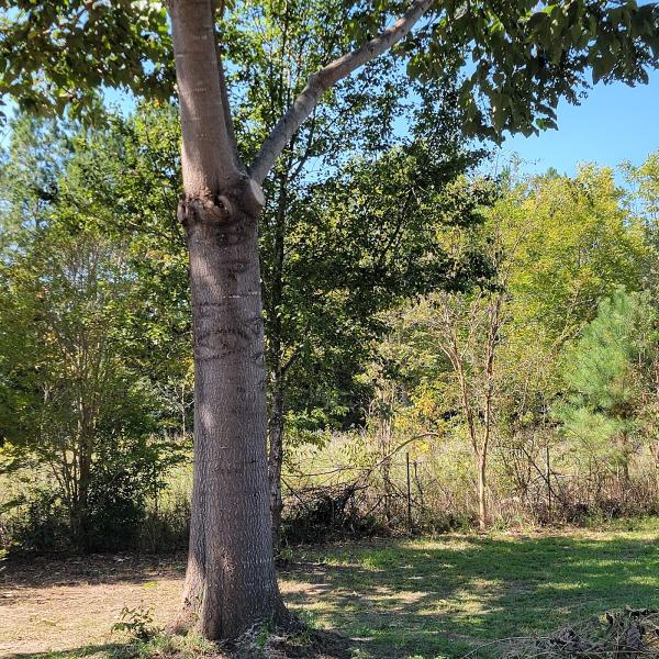 Lumberjack Tree & Crane Experts Llc