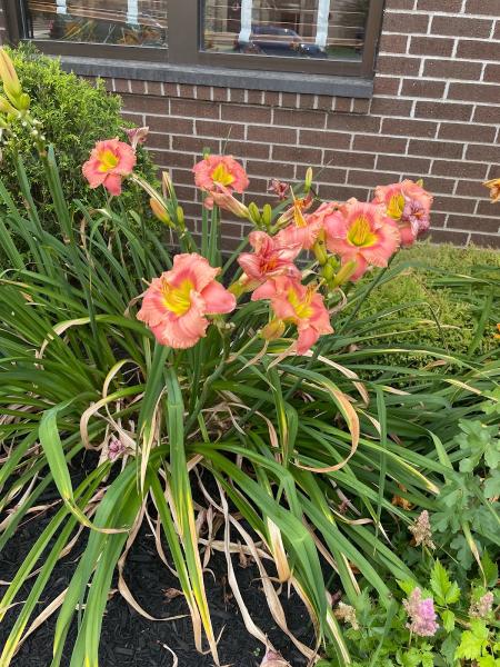 Lawn Stars LLC