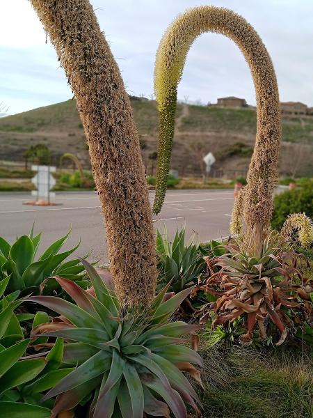 Santa Rita at Otay Ranch