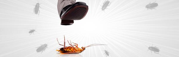 Dandi Guaranty Pest Solutions and Termite Protection