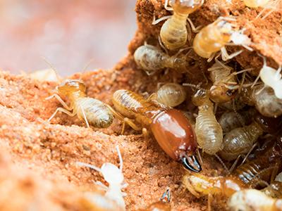 Dandi Guaranty Pest Solutions and Termite Protection