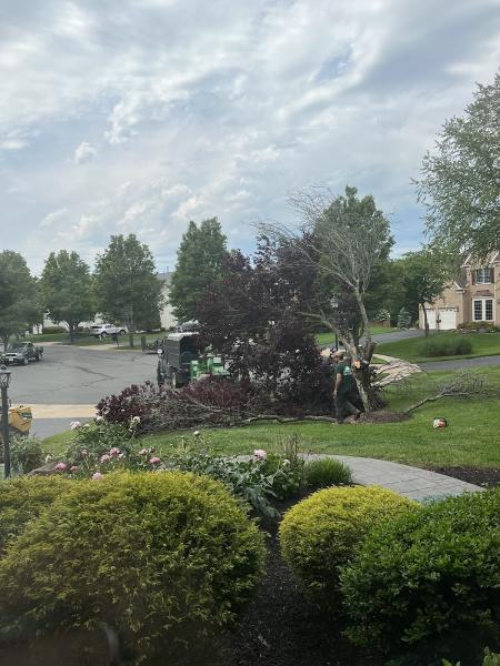 The Tree Surgeon LLC