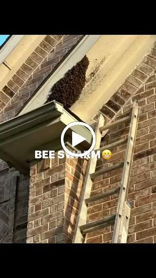 Mr. Bee Removal