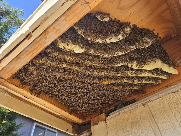 Mr. Bee Removal