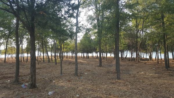 Texas Land Clearing