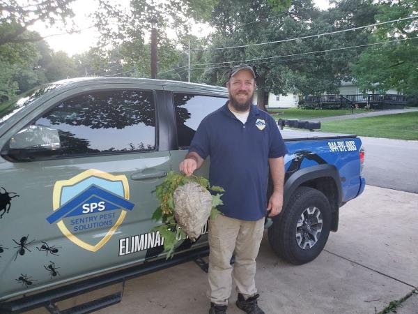 Sentry Pest Solutions