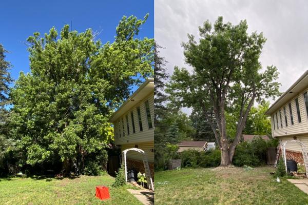 Tree Care By James