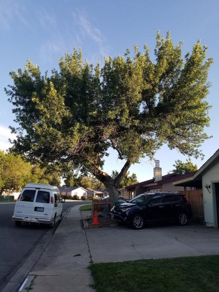 Healthy Trees