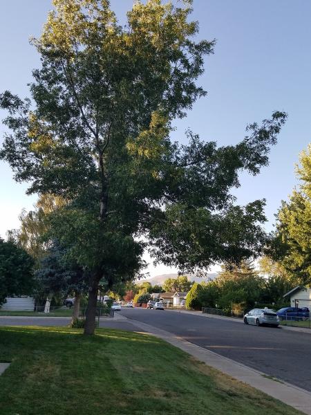 Healthy Trees