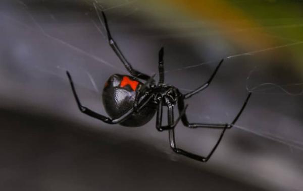 Total Pest Control Fresno