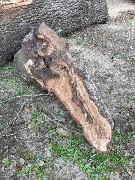 Mobile Tree Service