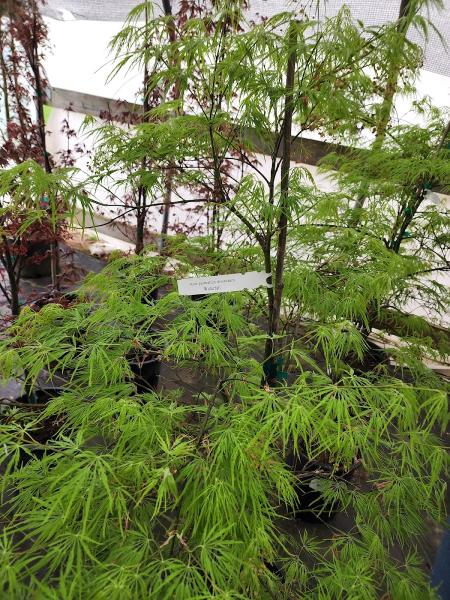 Legacy Nursery & Landscapes