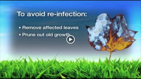 Weed Pro Lawn Care