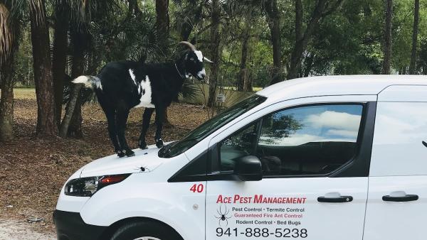 Ace Pest Managment