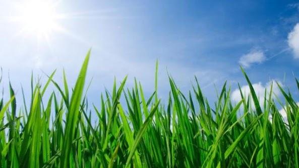 Advanced Spraying LLC