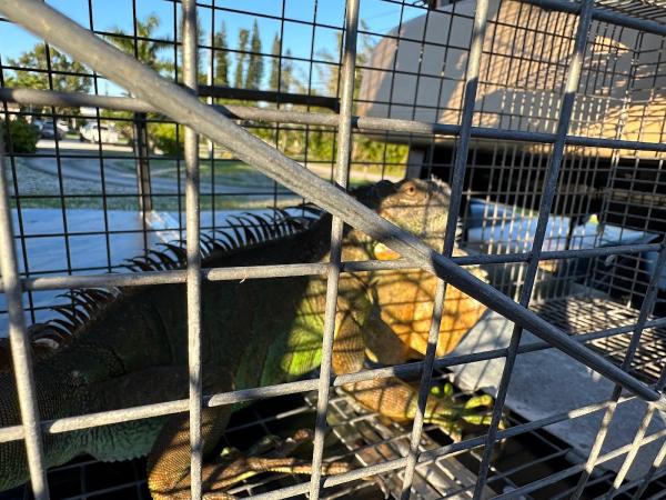 Palm Beach Iguana Control