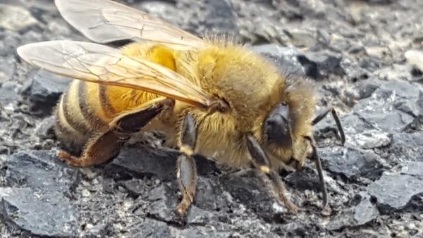 Bee Busters
