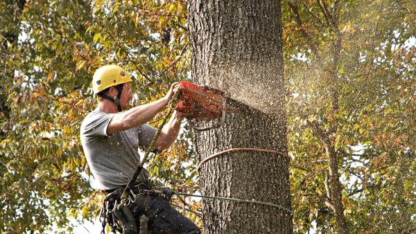 Everhart Tree Service