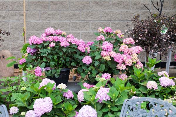 Breezy Hill Nursery