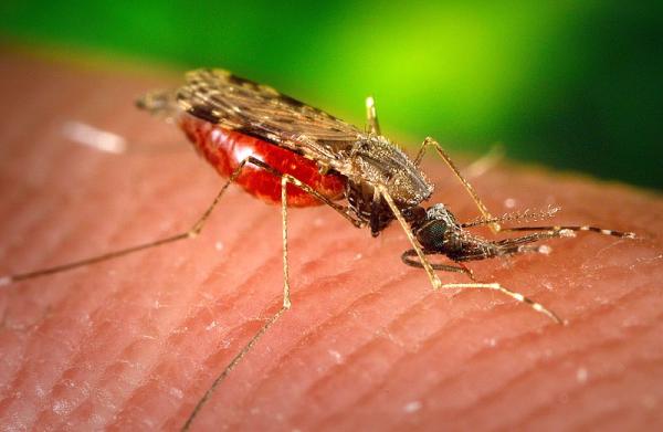Bergen Pest Management