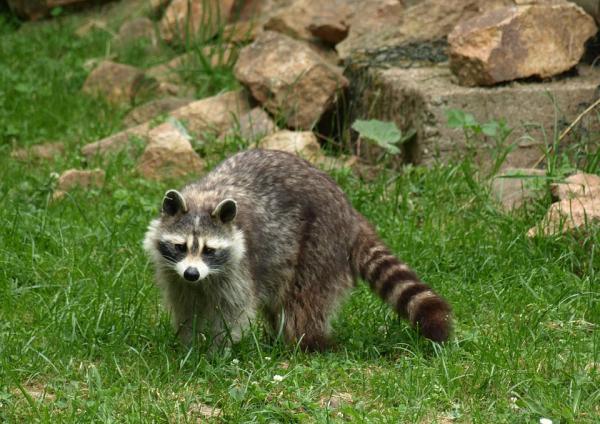 Bergen Pest Management