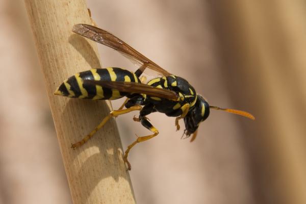 Bergen Pest Management